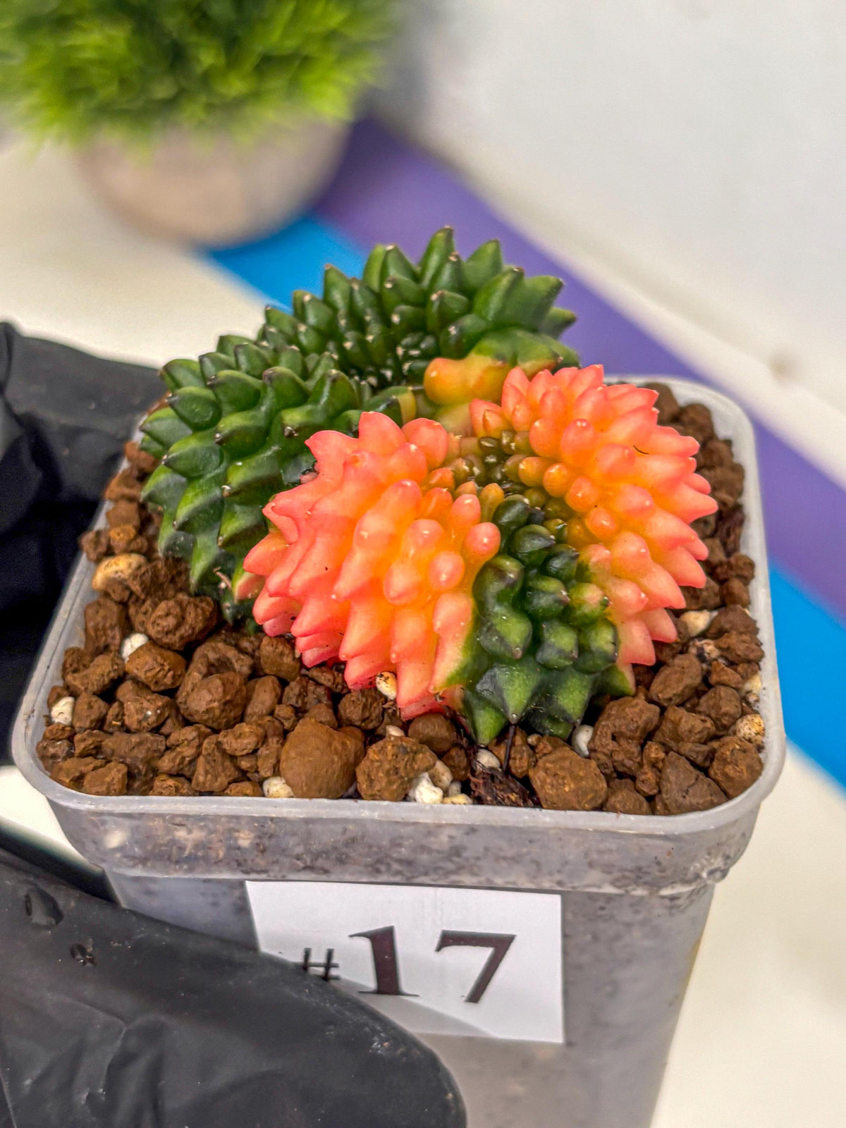 Gymnocalycium Inermis Cristata (gy2) (17) | Variegated Cactus