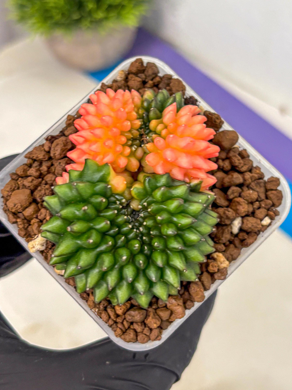 Gymnocalycium Inermis Cristata (gy2) (17) | Variegated Cactus