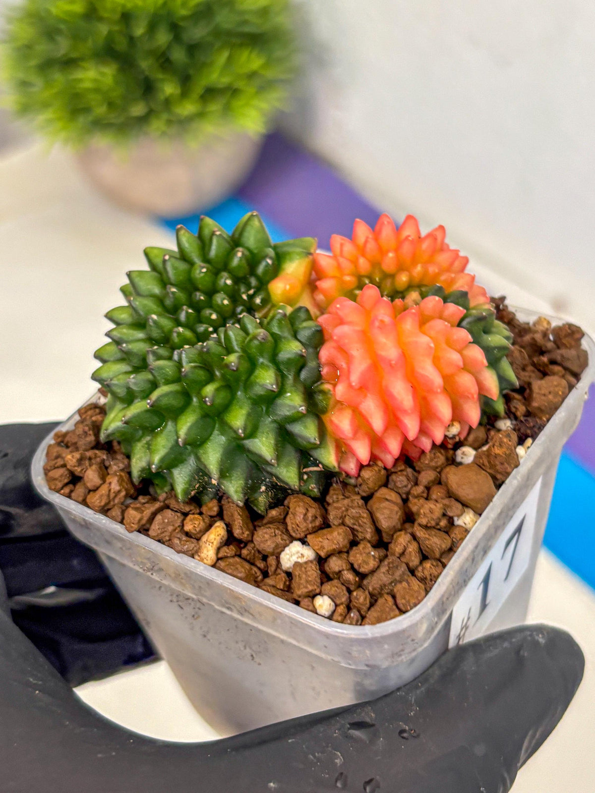 Gymnocalycium Inermis Cristata (gy2) (17) | Variegated Cactus
