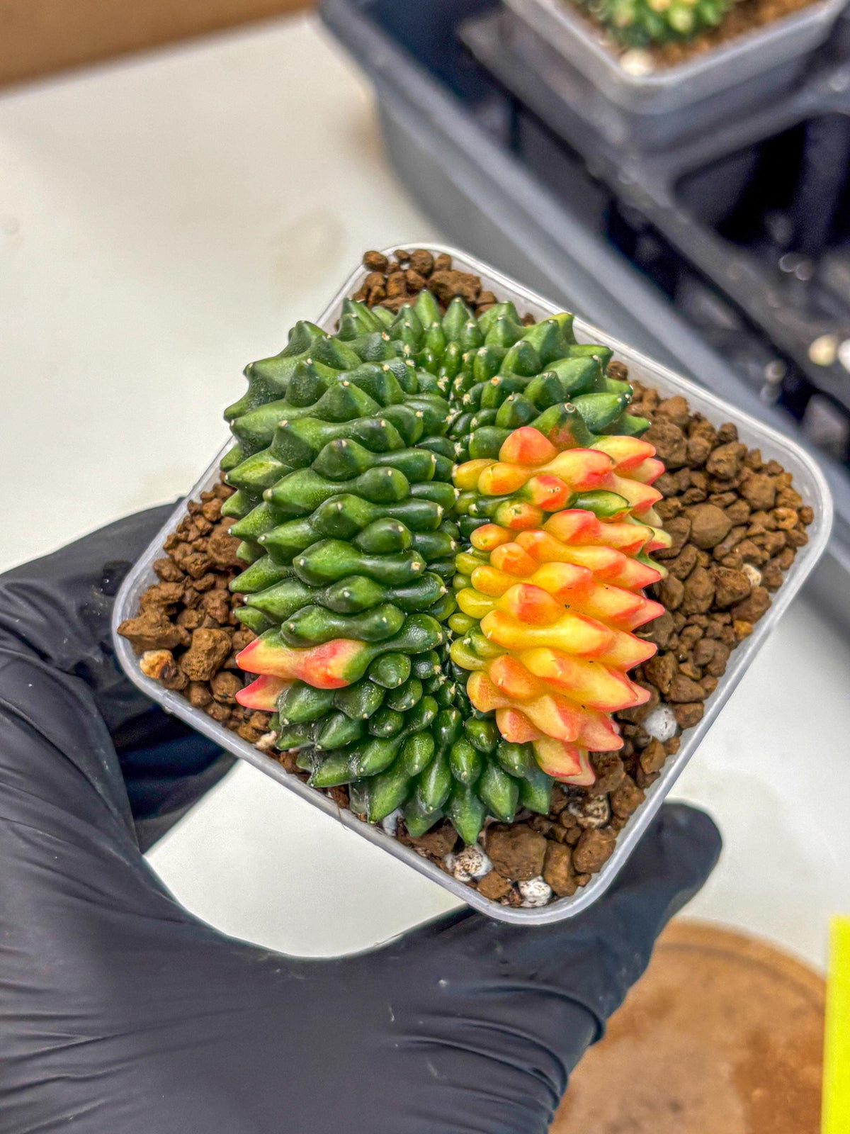 Gymnocalycium Inermis Cristata (gy2) (yy) | Variegated Cactus