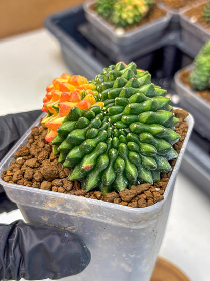 Gymnocalycium Inermis Cristata (gy2) (yy) | Variegated Cactus