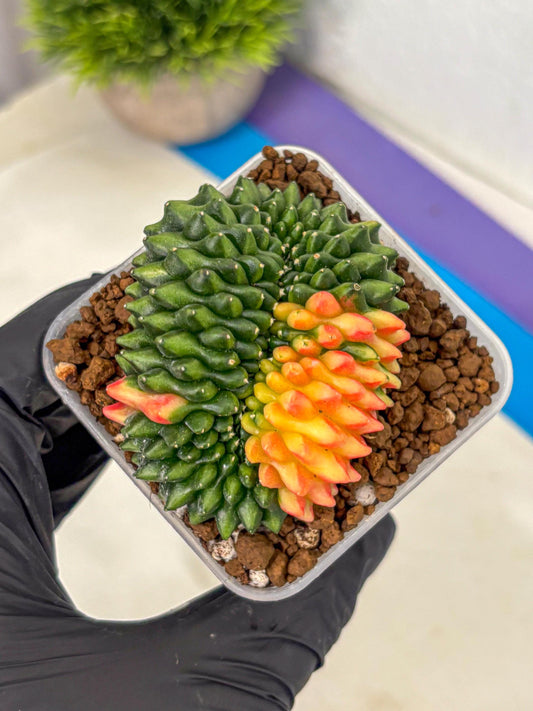Gymnocalycium Inermis Cristata (gy2) (yy) | Variegated Cactus