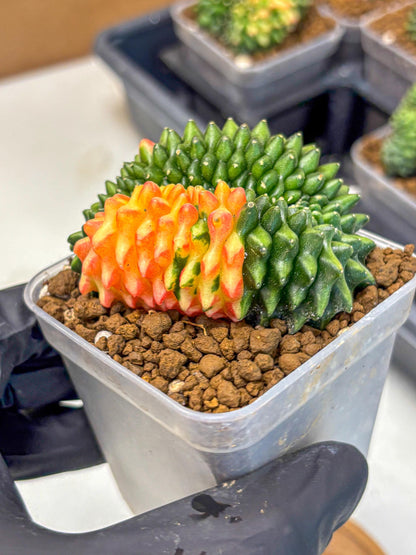 Gymnocalycium Inermis Cristata (gy2) (yy) | Variegated Cactus