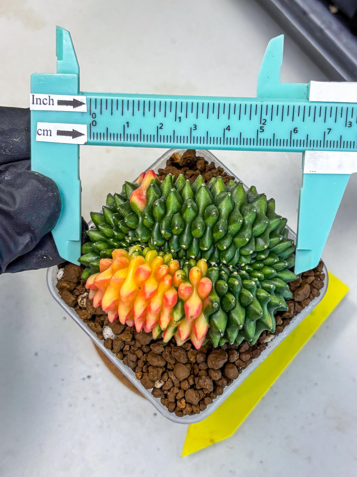 Gymnocalycium Inermis Cristata (gy2) (yy) | Variegated Cactus