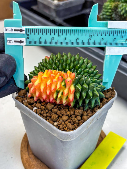 Gymnocalycium Inermis Cristata (gy2) (yy) | Variegated Cactus