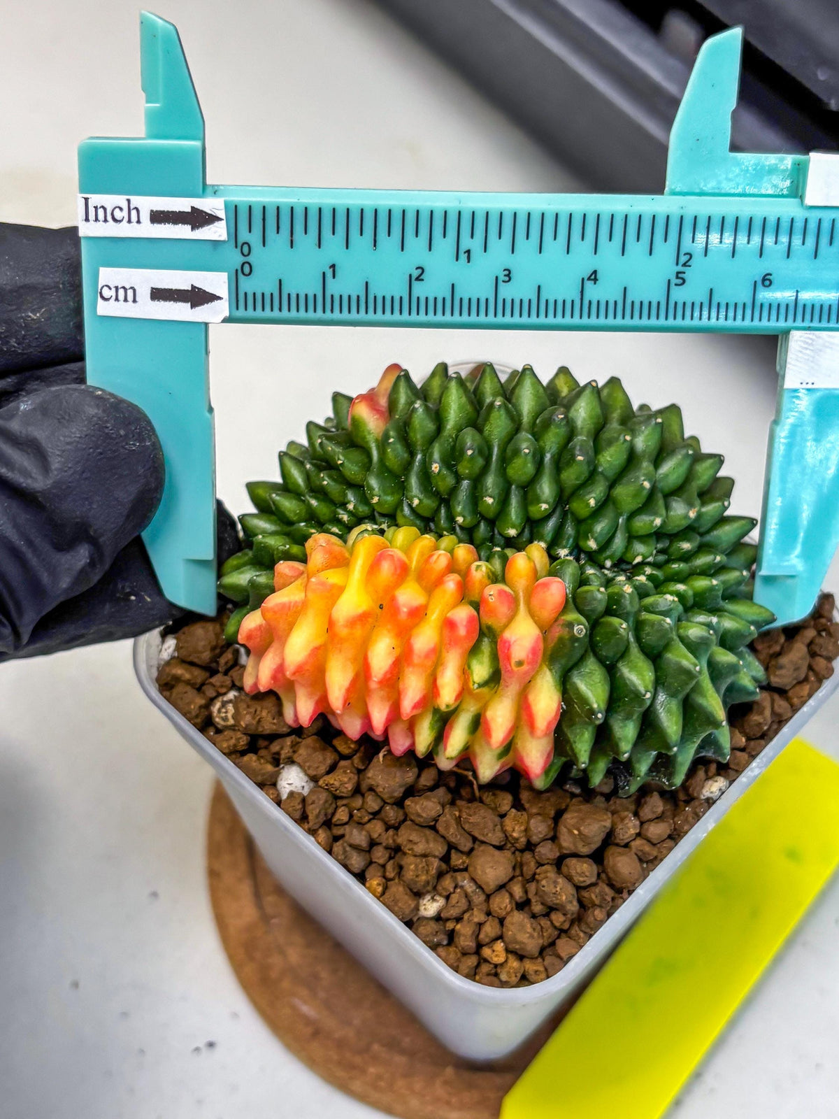 Gymnocalycium Inermis Cristata (gy2) (yy) | Variegated Cactus