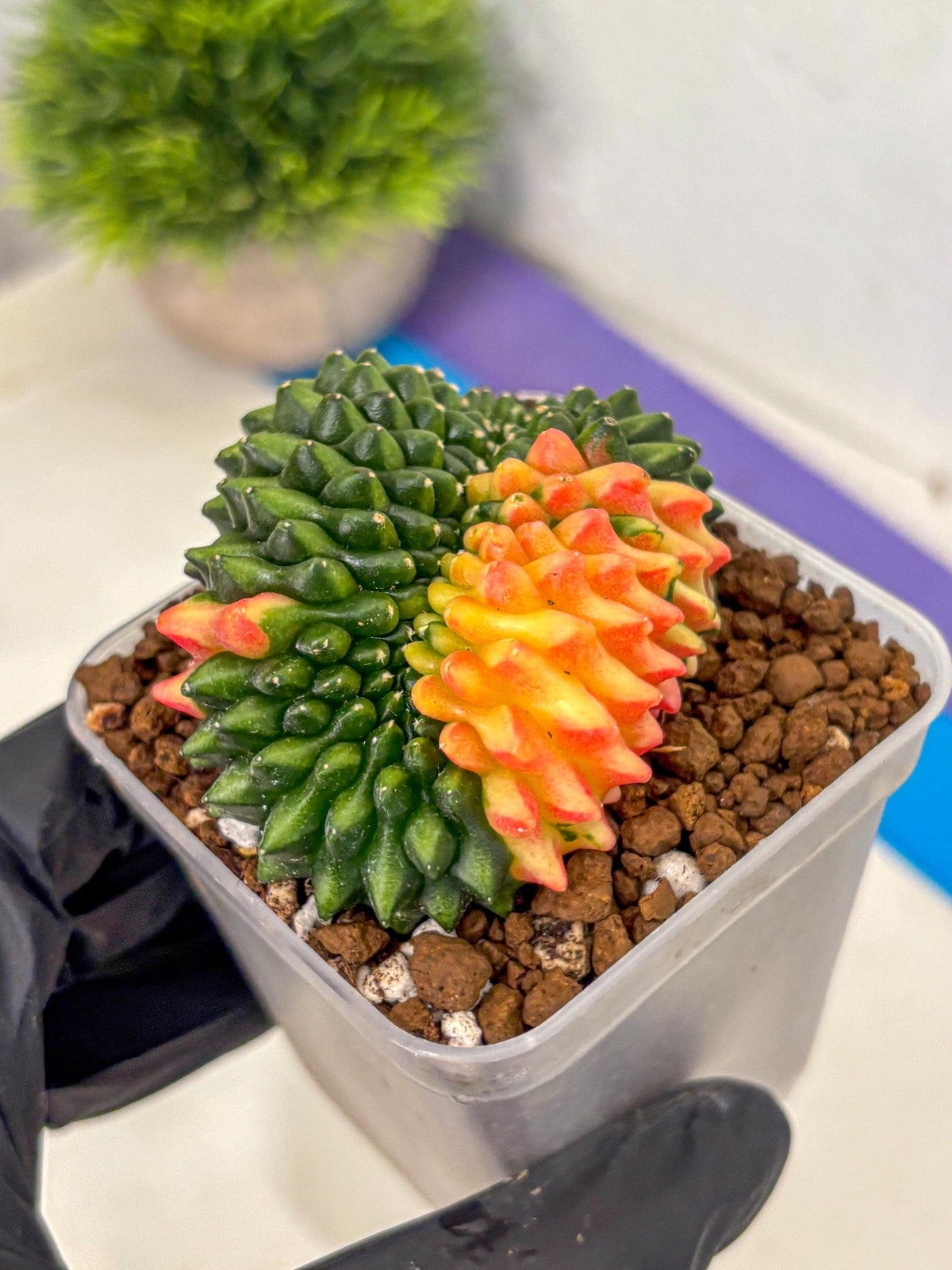 Gymnocalycium Inermis Cristata (gy2) (yy) | Variegated Cactus