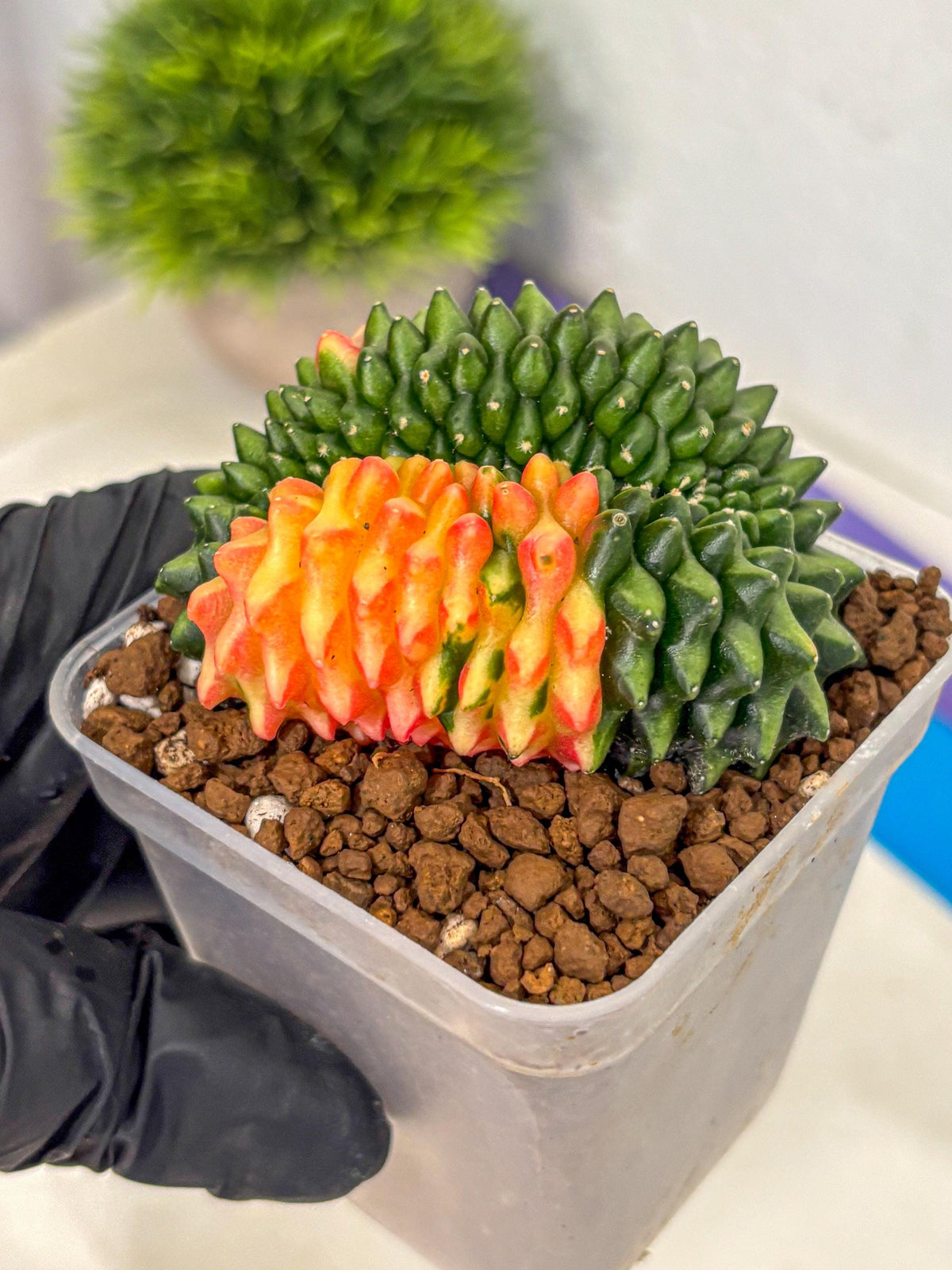 Gymnocalycium Inermis Cristata (gy2) (yy) | Variegated Cactus