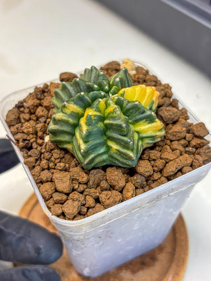 Gymnocalycium Inermis Var (gy5) (3) | Original Form