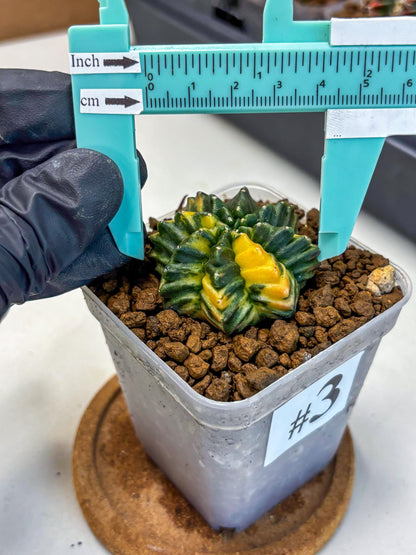 Gymnocalycium Inermis Var (gy5) (3) | Original Form