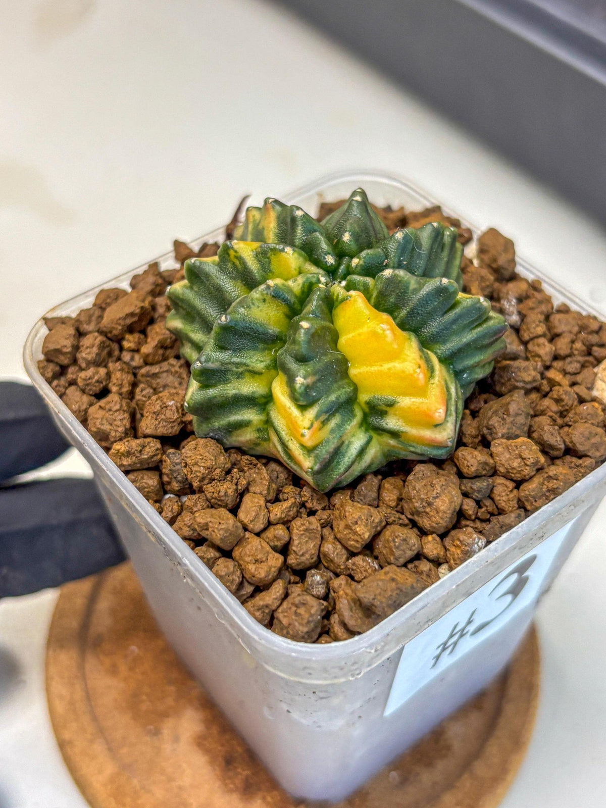 Gymnocalycium Inermis Var (gy5) (3) | Original Form