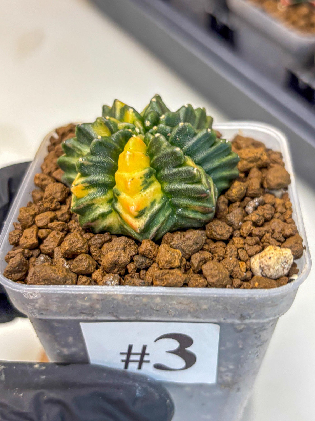 Gymnocalycium Inermis Var (gy5) (3) | Original Form