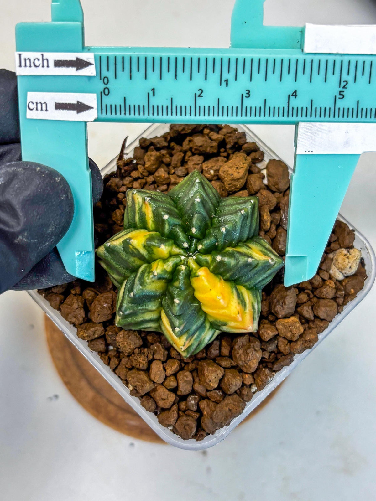Gymnocalycium Inermis Var (gy5) (3) | Original Form