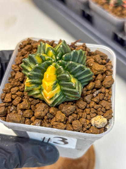 Gymnocalycium Inermis Var (gy5) (3) | Original Form