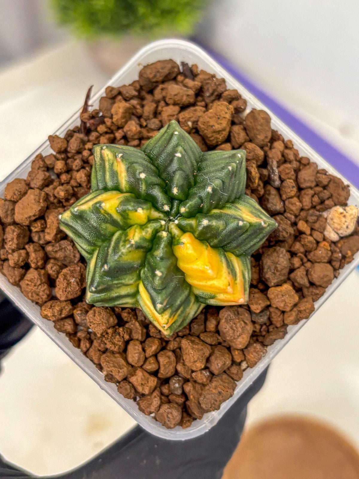 Gymnocalycium Inermis Var (gy5) (3) | Original Form