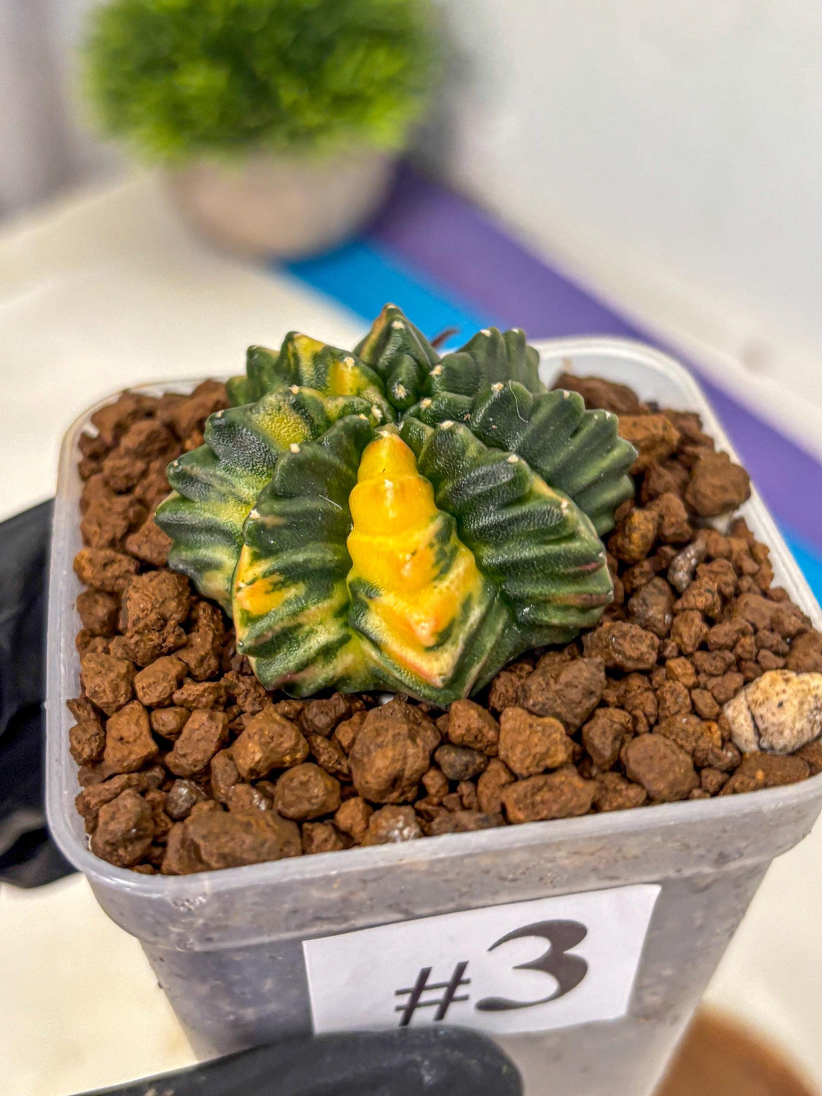 Gymnocalycium Inermis Var (gy5) (3) | Original Form