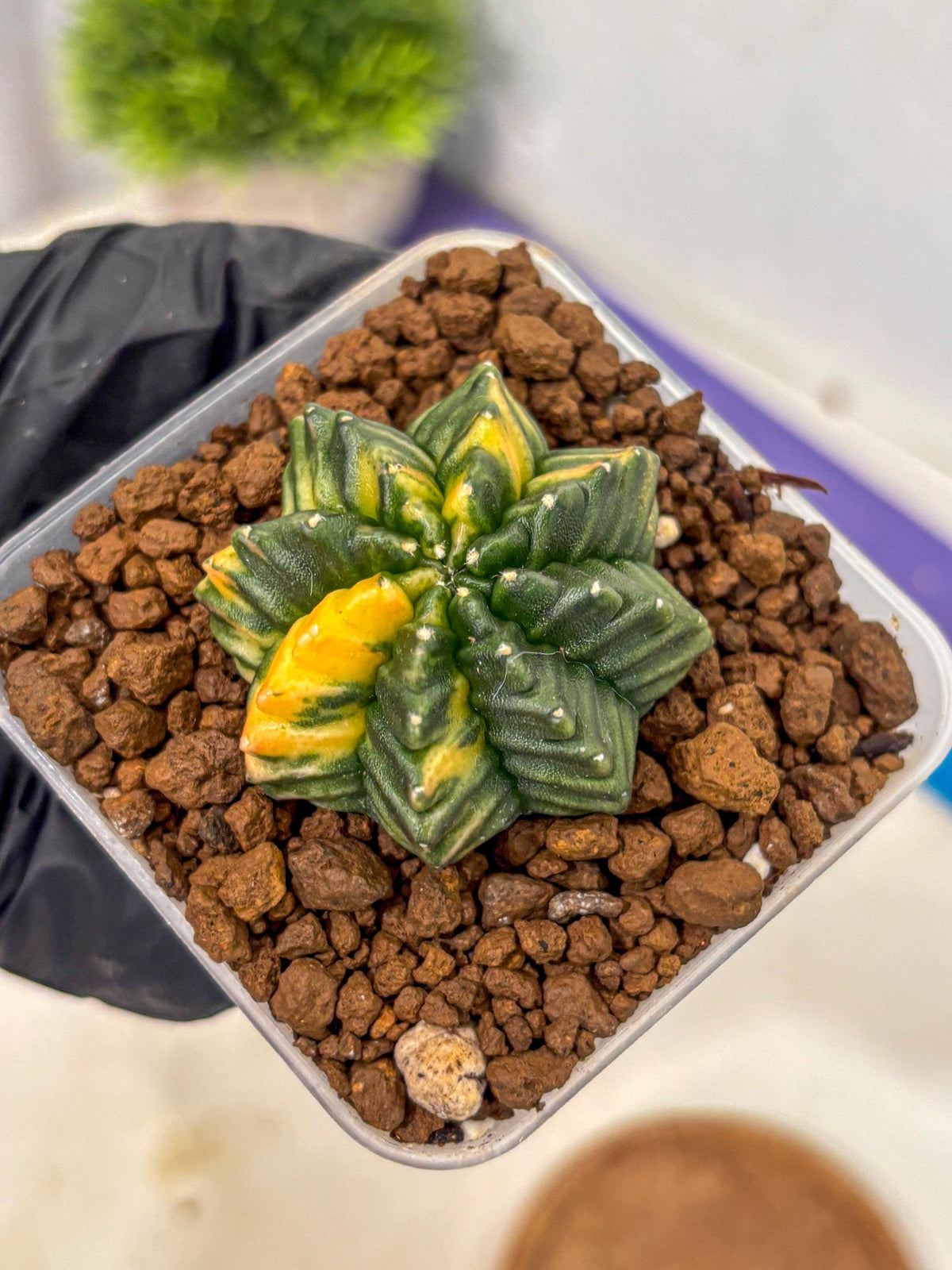 Gymnocalycium Inermis Var (gy5) (3) | Original Form