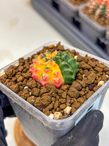 Gymnocalycium Inermis Var (gy5) (5) | Original Form