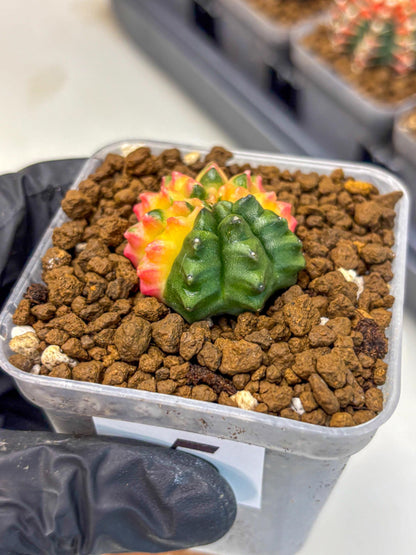 Gymnocalycium Inermis Var (gy5) (5) | Original Form