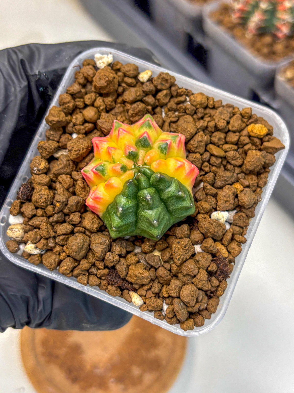 Gymnocalycium Inermis Var (gy5) (5) | Original Form