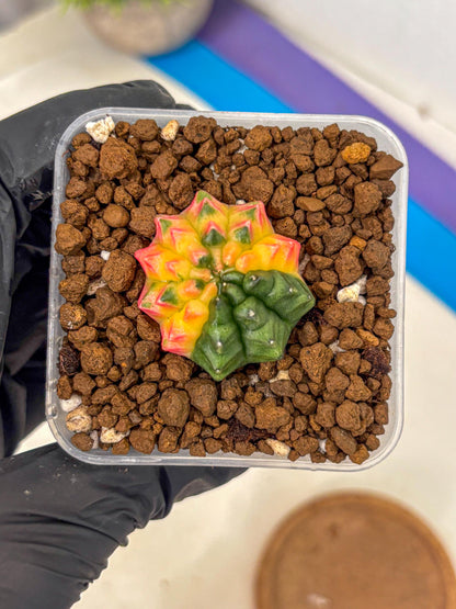 Gymnocalycium Inermis Var (gy5) (5) | Original Form