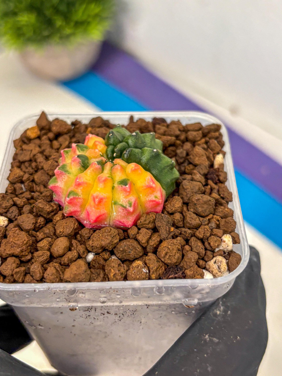 Gymnocalycium Inermis Var (gy5) (5) | Original Form