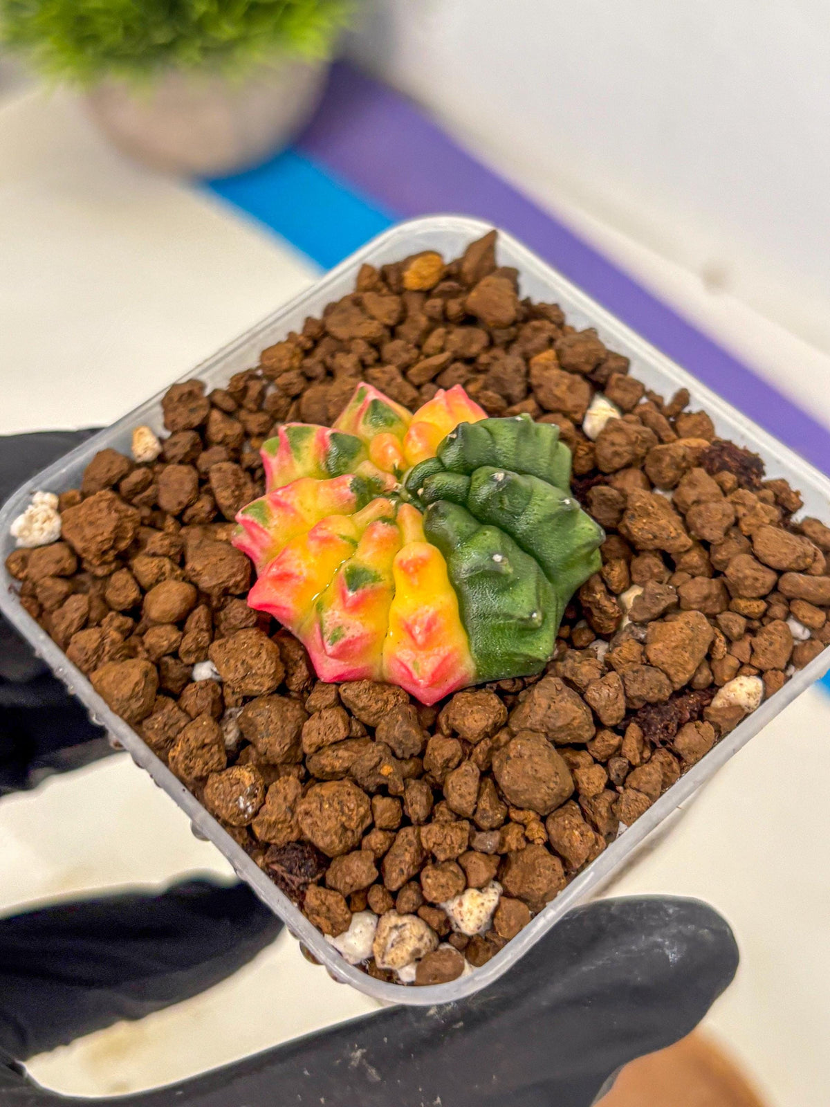 Gymnocalycium Inermis Var (gy5) (5) | Original Form