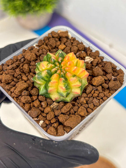 Gymnocalycium Inermis Var (gy5) (6) | Original Form