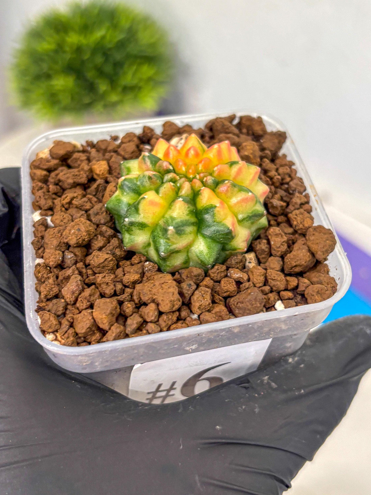 Gymnocalycium Inermis Var (gy5) (6) | Original Form