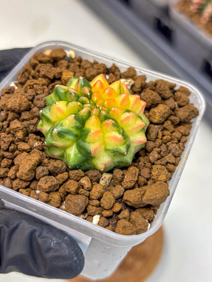 Gymnocalycium Inermis Var (gy5) (6) | Original Form