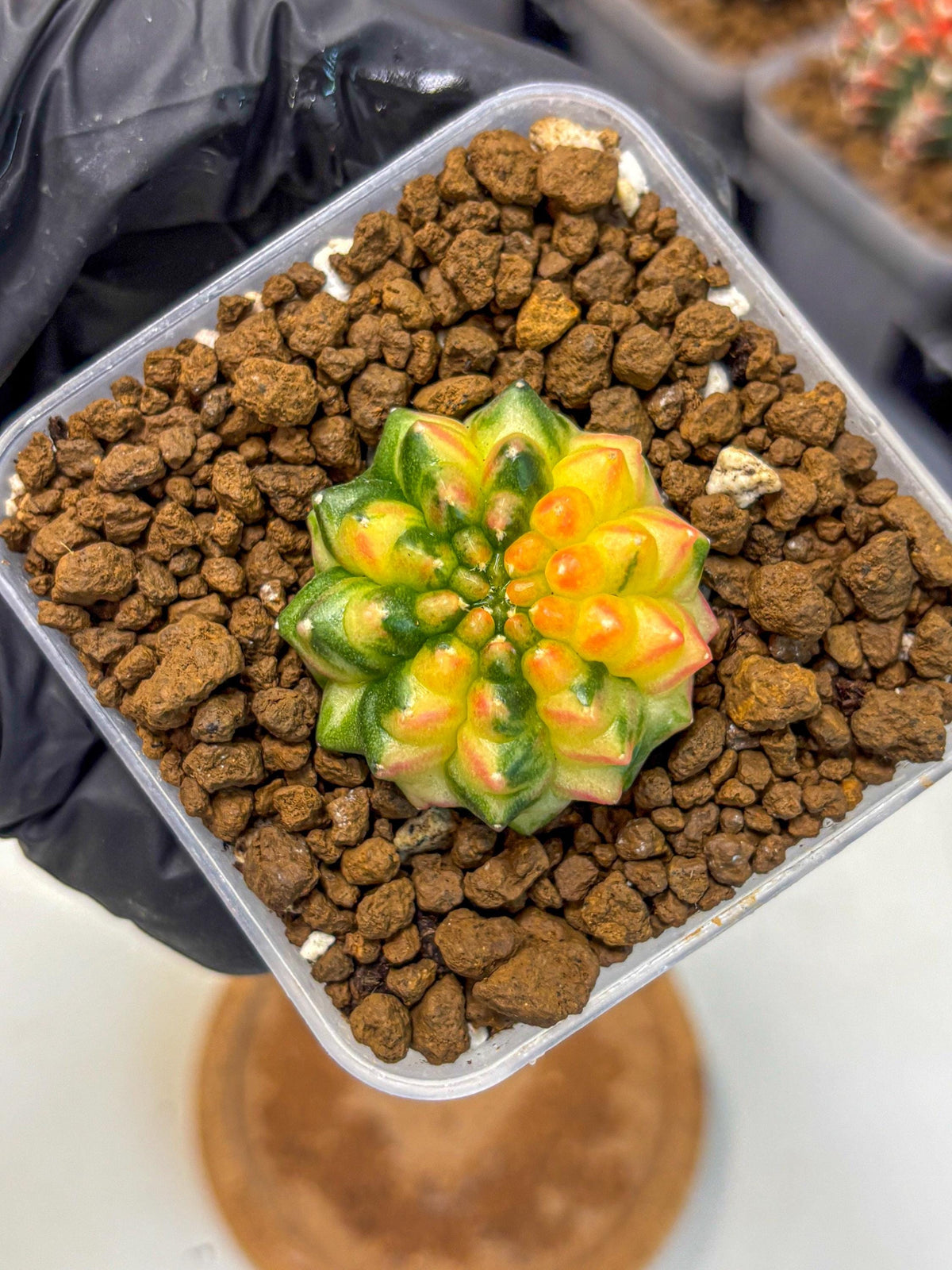 Gymnocalycium Inermis Var (gy5) (6) | Original Form