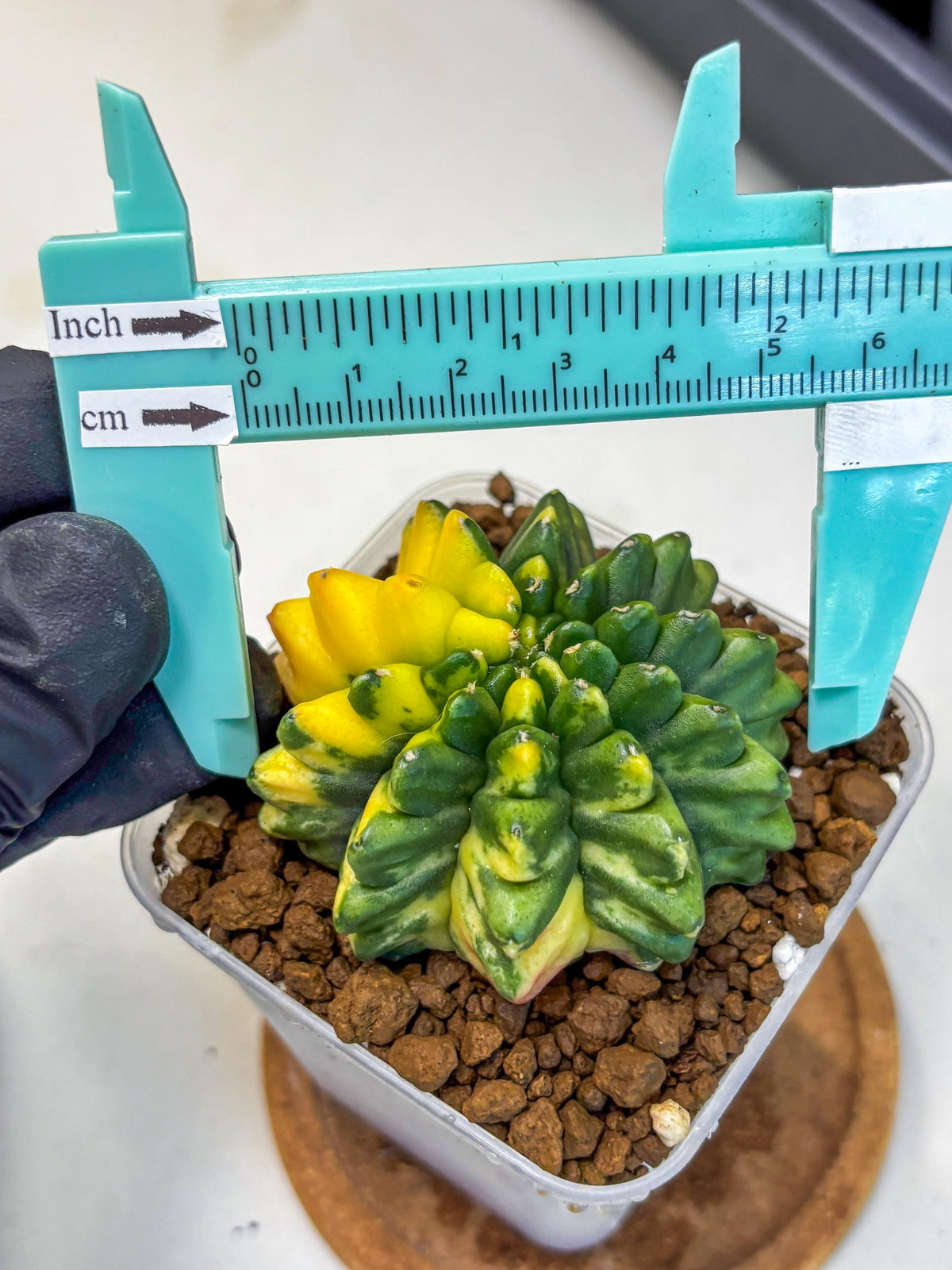 Gymnocalycium Inermis Var (gy5) (8) | Original Form