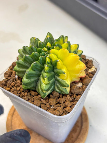 Gymnocalycium Inermis Var (gy5) (8) | Original Form