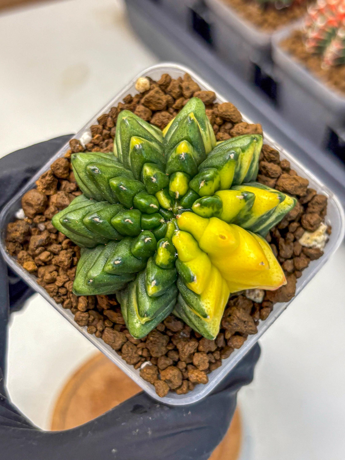 Gymnocalycium Inermis Var (gy5) (8) | Original Form