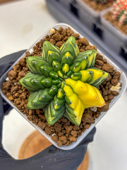 Gymnocalycium Inermis Var (gy5) (8) | Original Form