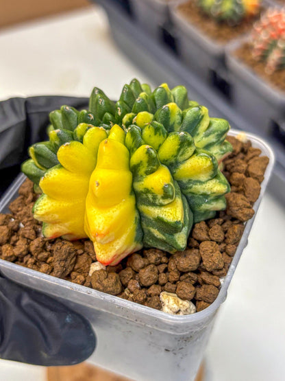 Gymnocalycium Inermis Var (gy5) (8) | Original Form