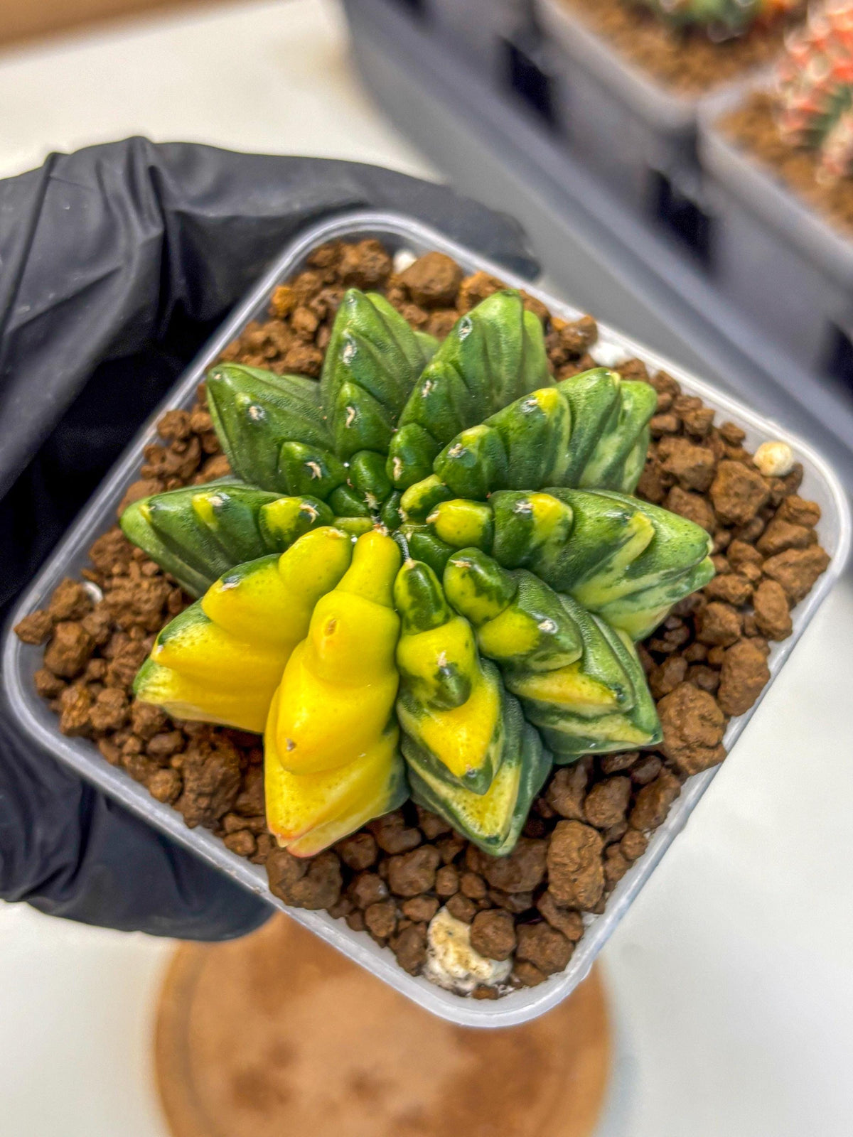 Gymnocalycium Inermis Var (gy5) (8) | Original Form