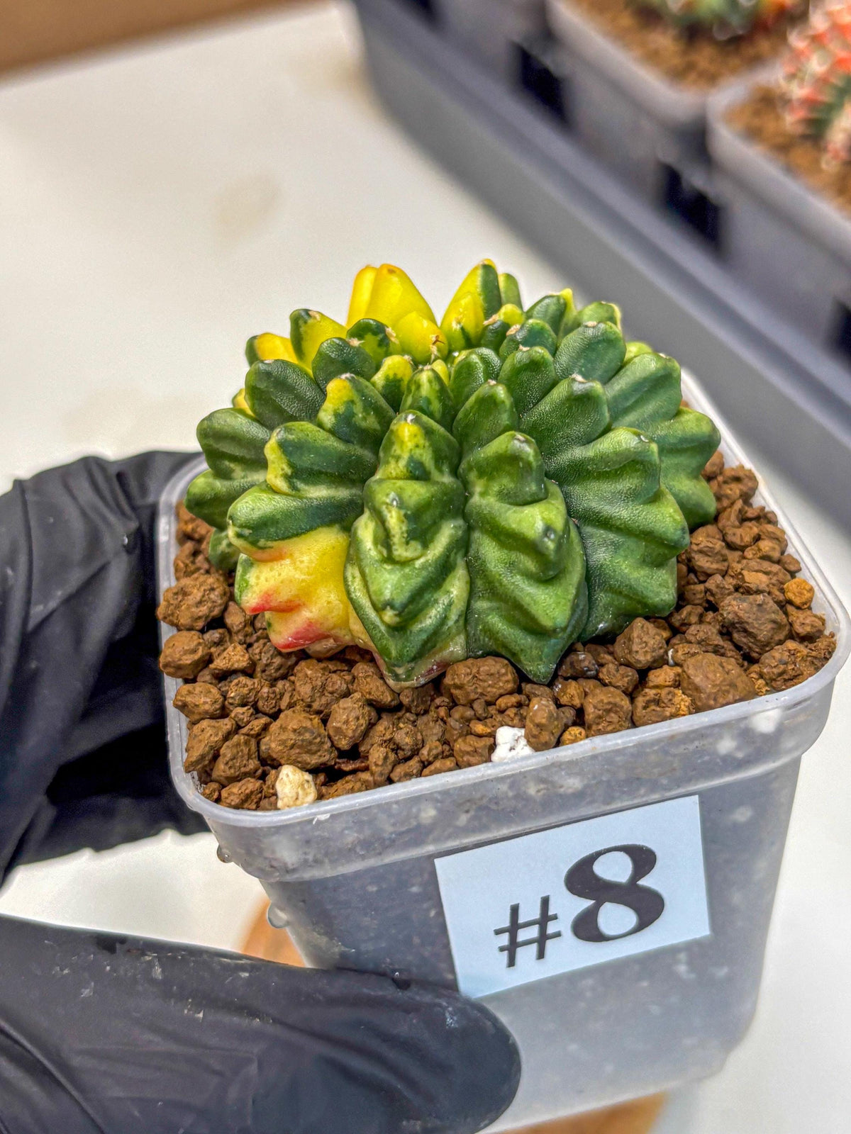 Gymnocalycium Inermis Var (gy5) (8) | Original Form