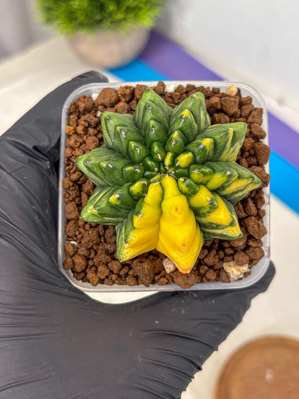 Gymnocalycium Inermis Var (gy5) (8) | Original Form