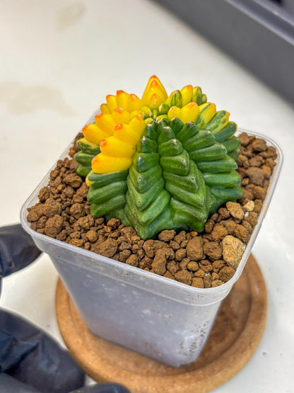 Gymnocalycium Inermis Var (gy5) (9) | Original Form