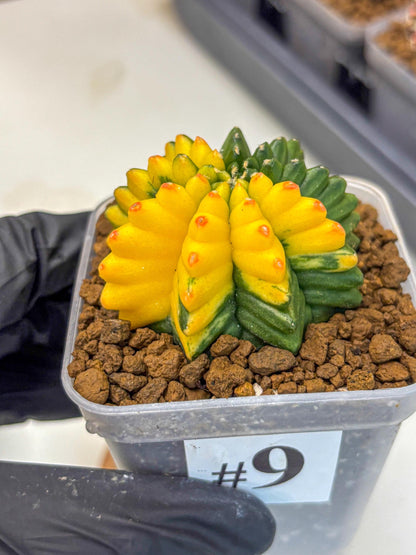 Gymnocalycium Inermis Var (gy5) (9) | Original Form