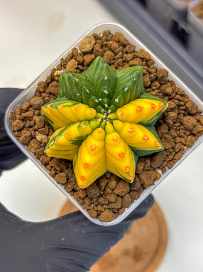 Gymnocalycium Inermis Var (gy5) (9) | Original Form