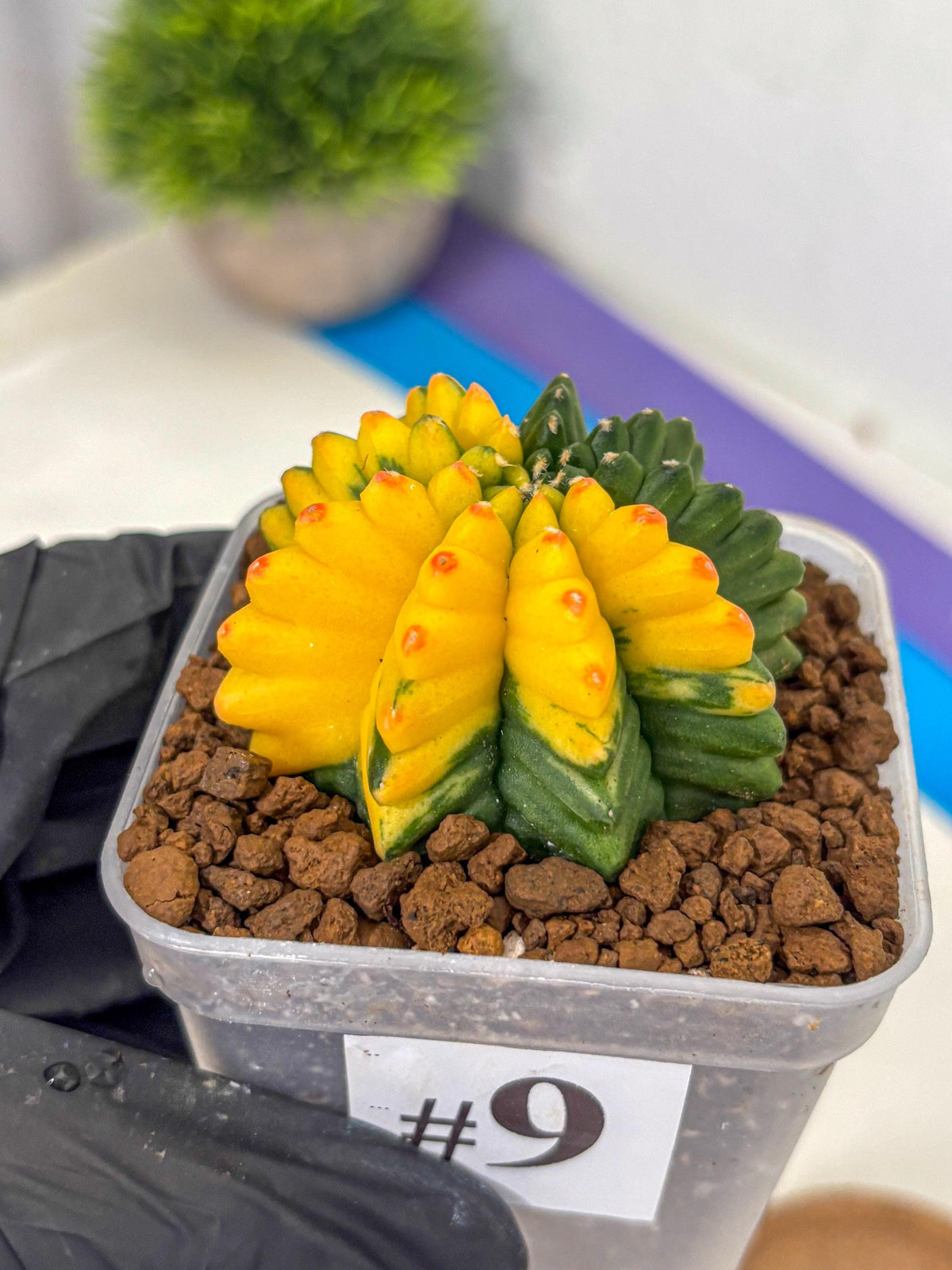 Gymnocalycium Inermis Var (gy5) (9) | Original Form