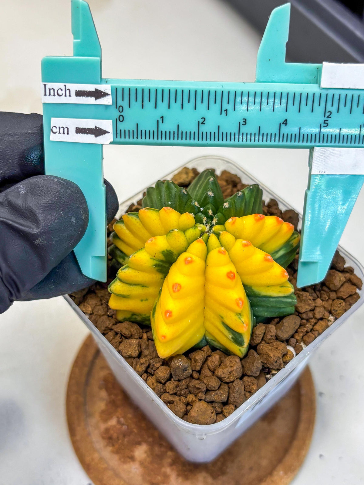 Gymnocalycium Inermis Var (gy5) (9) | Original Form