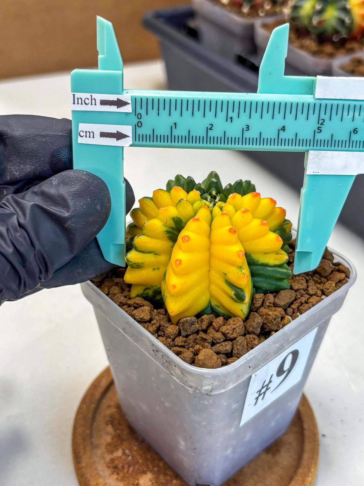 Gymnocalycium Inermis Var (gy5) (9) | Original Form