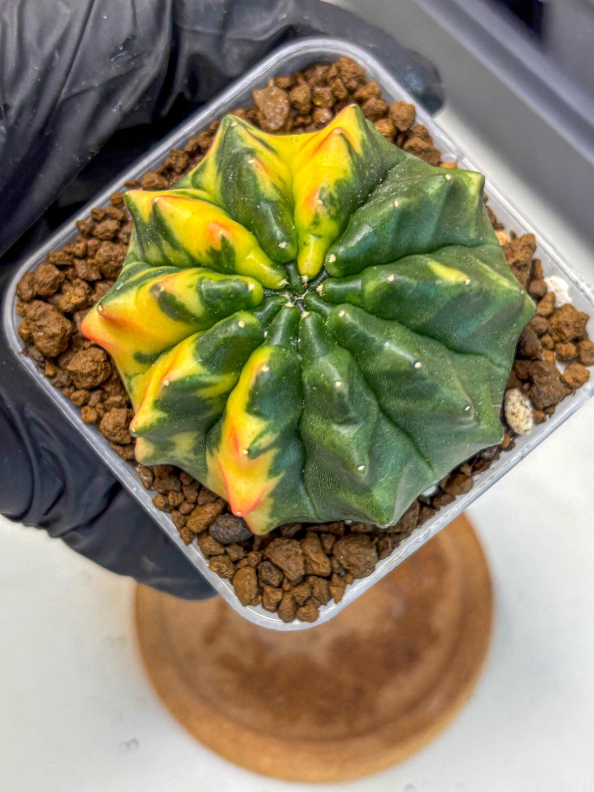Gymnocalycium Inermis Var (gy5) (12) | Original Form