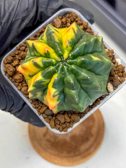 Gymnocalycium Inermis Var (gy5) (12) | Original Form
