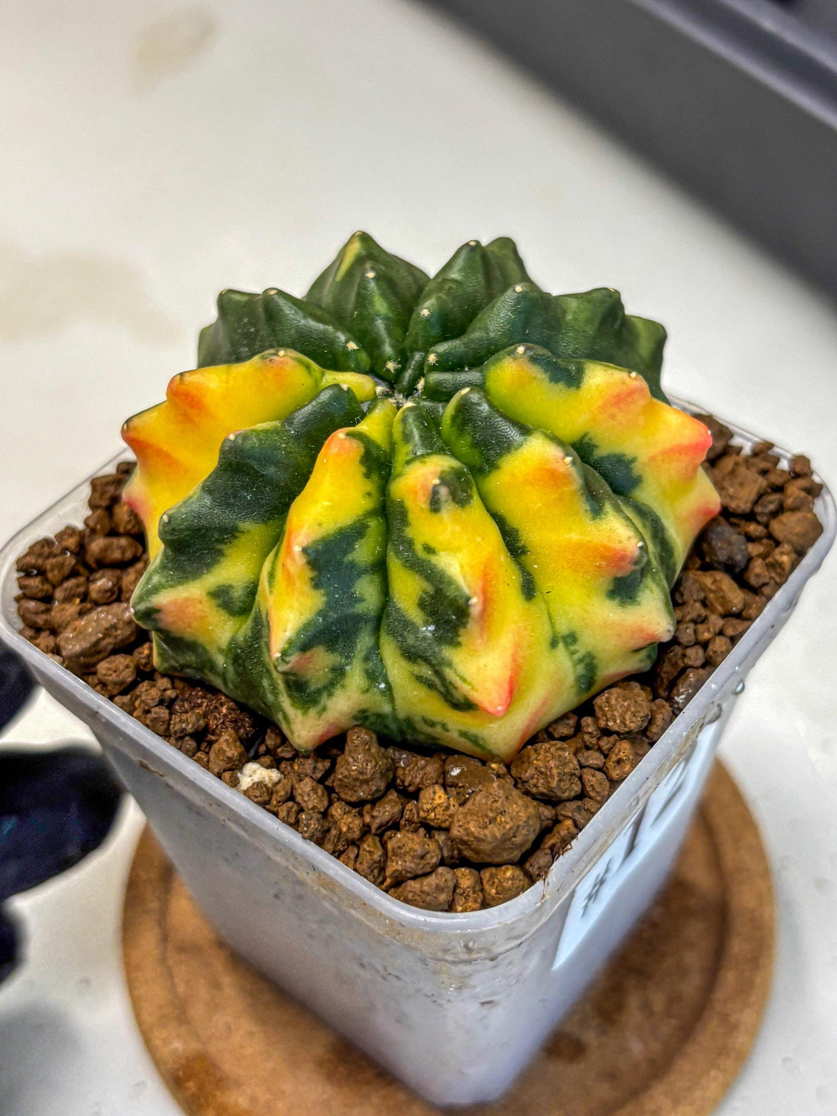 Gymnocalycium Inermis Var (gy5) (12) | Original Form