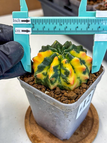 Gymnocalycium Inermis Var (gy5) (12) | Original Form
