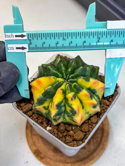 Gymnocalycium Inermis Var (gy5) (12) | Original Form